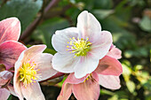 Helleborus hybride 'HGC® Pink Frost'