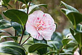 Camellia japonica 'Strawberry Parfait'