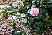 Camellia japonica 'Strawberry Parfait'