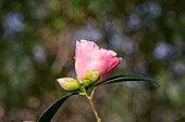 Camellia japonica 'Dr. Tinsley'