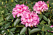 Rhododendron 'Handsworth Scarlet'