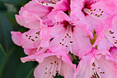 Rhododendron 'Handsworth Scarlet'