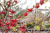 Chaenomeles japonica 