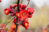 Chaenomeles japonica