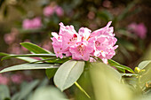 Rhododendron calophytum