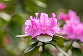 Rhododendron, pink