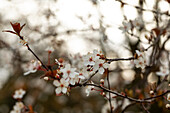 Prunus cerasifera 'Trailblazer'