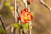 Chaenomeles japonica 'Cido'®