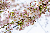 Prunus x yedoensis