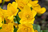 Caltha palustris