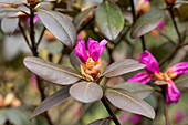 Rhododendron carolinianum
