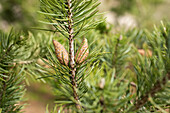 Pinus banksiana