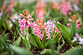 Hyacinthus orientalis, pink