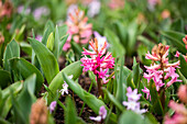 Hyacinthus orientalis, pink