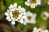 Iberis sempervirens 'Snowflake'