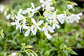 Phlox stolonifera 'Ariane'