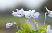 Viola odorata 'Hellblau'