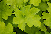 Heuchera 'Rex Lime'(s)