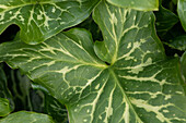 Arum italicum 'Marmoratum'