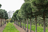 Tree row