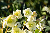 Helleborus x nigercors 'Green Corsican'