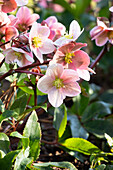 Helleborus Hybride 'HGC® Pink Frost'