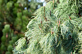 Pinus x schwerinii 'Barmstedt'