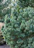 Pinus x schwerinii 'Barmstedt'