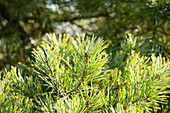 Pinus heldreichii 'Aureospicata Nana'