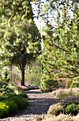 Path through heather garden with conifers