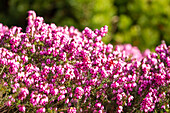 Erica darleyensis 'Winter Surprise'