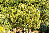 Pinus heldreichii 'Aureospicata Nana'