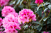 Rhododendron calophytum 'Dominik'