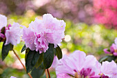 Rhododendron 'Perla Rosa'