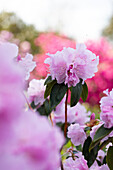 Rhododendron 'Perla Rosa'