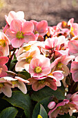 Helleborus hybride 'HGC® Pink Frost'