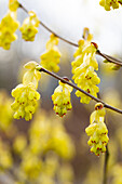 Corylopsis sinensis