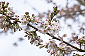 Prunus x yedoensis