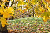 Autumn landscape