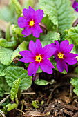 Primula x pruhoniciana, purpurviolett