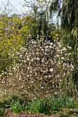 Magnolia stellata 'Royal Star'