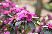 Rhododendron carolinianum