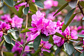 Rhododendron carolinianum