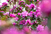 Rhododendron carolinianum