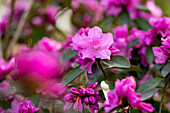 Rhododendron carolinianum