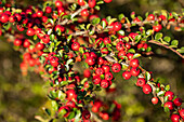 Cotoneaster horizontalis