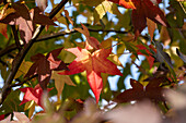 Liquidambar styraciflua