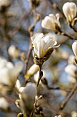 Magnolia stellata