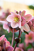 Helleborus Hybride 'HGC® Pink Frost'