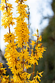 Forsythia x intermedia